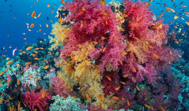 Snorkeling and sea views on Egypt’s Red Sea day tours