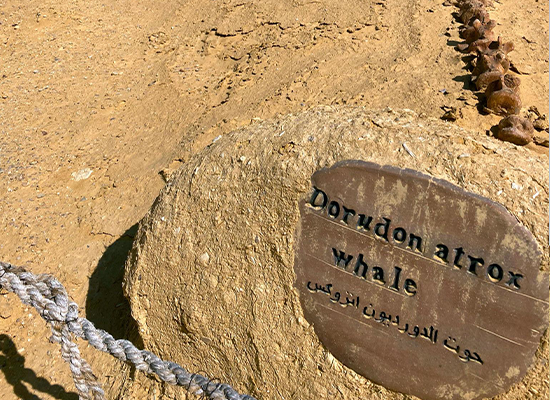 Banner image for Fayoum and Wadi El Hitan